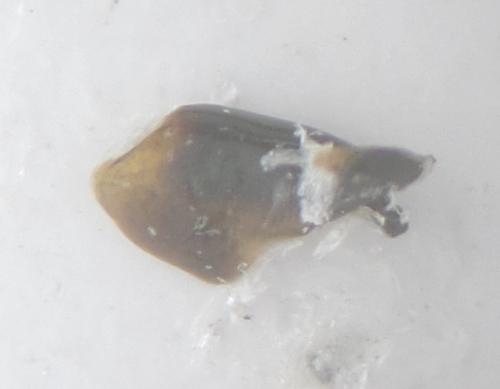 Réf. 200 384 : Agonum duftschmidi